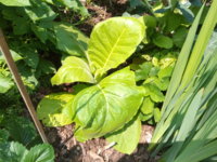 IMG_20200617_142818_3.jpg IMG_20200617_142818_3.jpg