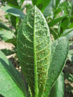 Turkish Tobacco-aphid-Myzus persicae (10).JPG
