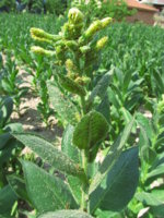 Turkish Tobacco-aphid-Myzus persicae (7).JPG
