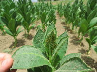 Turkish Tobacco-aphid-Myzus persicae (2).JPG
