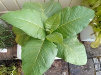 IMG_20200628_110132_1.jpg IMG_20200628_110132_1.jpg