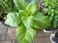 IMG_20200628_110147_0.jpg IMG_20200628_110147_0.jpg