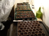 04 July 2020 tobacco seedlings in my green house.JPG