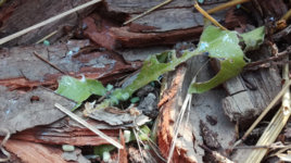 slugs1.jpg