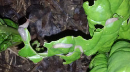 small_chard.jpg
