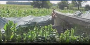 Raccolta e copertura Kentucky VR 2.JPG