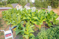 Hello from Montana | Fair Trade Tobacco