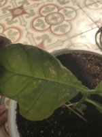 96247D74-880E-44CB-B16C-7E3ECBAA5272.jpeg