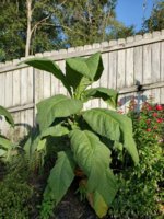 20200903_181155.jpg