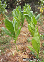 crops YP.jpg