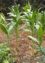 crops_Dom.jpg