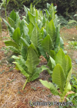 crops_LoH.jpg