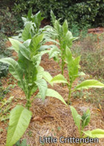 crops_LCr.jpg