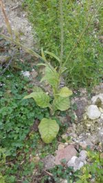 20200927_143955.jpg 20200927_143955.jpg