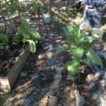 image.jpeg image.jpeg