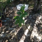 image.jpeg image.jpeg