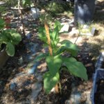 image.jpeg image.jpeg