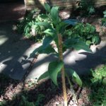 image.jpeg image.jpeg