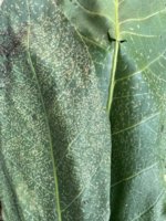 7839DDAC-22AB-4436-8D0D-B82D649826E9.jpeg
