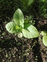 IMG_20201002_175656.jpg