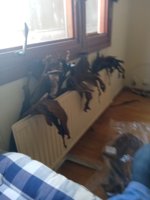 IMG_20201019_142657.jpg