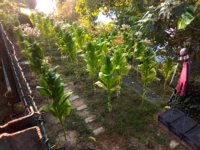 01. 13a VAgold_2020-08-23.jpg