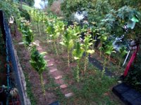 02. 14a VAgold_2020-08-30.jpg