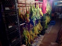 04. VAgold_2020-09-17_Top Leaves.jpg