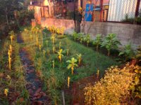 05. VAgold_2020-10-18_2°growth.jpg