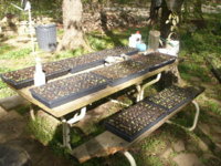 seedlings  2013 008.JPG