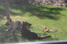 dogs.jpg
