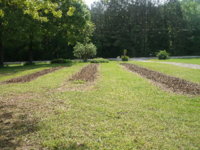 front garden 005.JPG