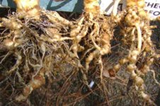 Roots 072112.jpg