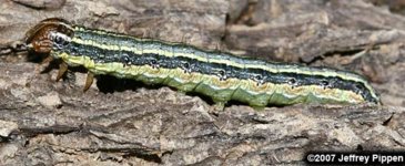 armyworm (Spodoptera frugiperda).jpg