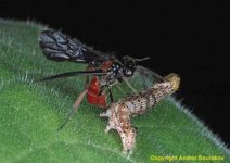 tobacco_budworm with wasp.jpg