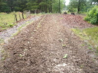 first rain 004.JPG