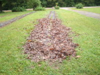 first rain 003.JPG