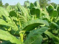 100_2335.jpg 100_2335.jpg