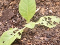 Bug damage 005.JPG