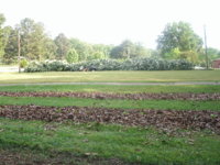 mulching 006.JPG