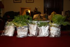 Larry's Seedlings.jpg