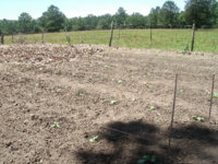 ready for planting 006.JPG