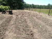 ready for planting 007.JPG