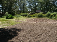 ready for planting 008.JPG