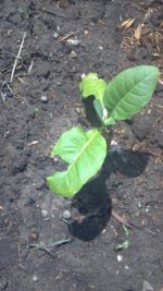 2013-05-25_12-49-57_190.jpg