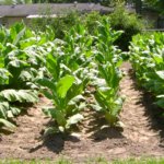 Shiraz 052813 a.JPG Shiraz 052813 a.JPG