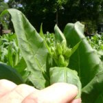 Shiraz 052813 b.JPG Shiraz 052813 b.JPG