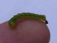 Bud Worm.JPG Bud Worm.JPG