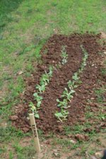Brown Thumb Izmir.jpg