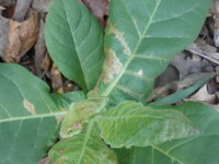 What plant disease is this 004.JPG What plant disease is this 004.JPG